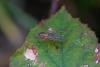 Dryomyza flaveola